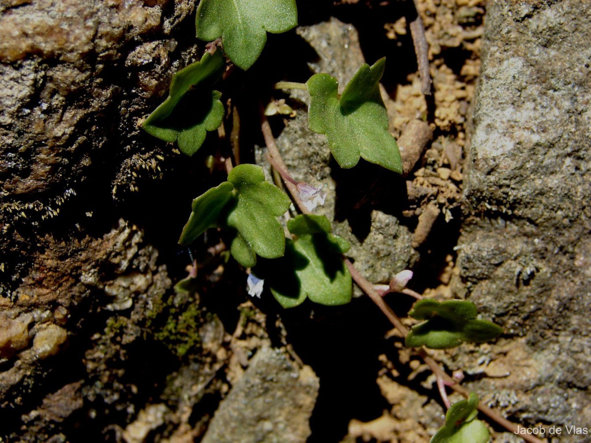 Cymbalaria muralis G.Gaertn., B.Mey. & Scherb.